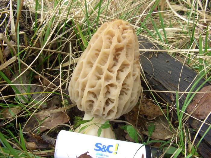  Image name: Morchella_rotunda11.jpg 
 width: 700 pixel 
 height: 525 pixel 
 Size: 114367 bytes 
 Click to enlarge 